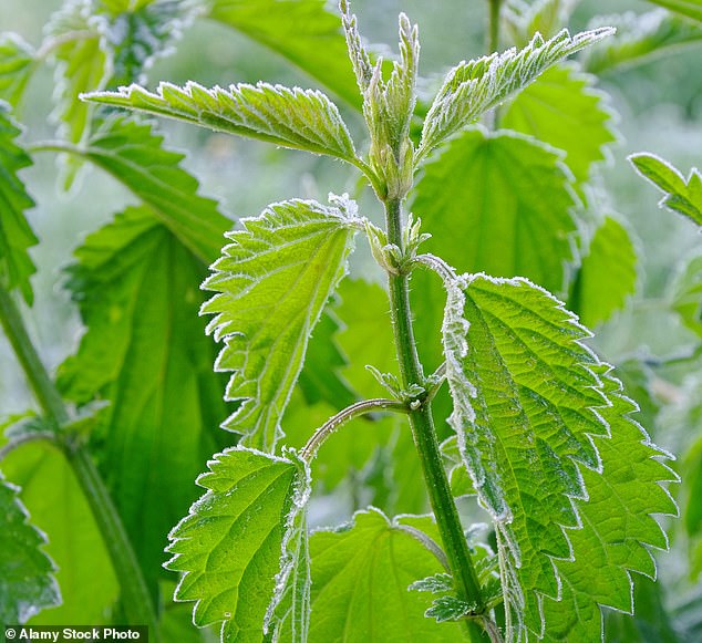 Samuel Pepys used to enjoy nettle porridge, and if you look online you'll see recipes for everything from nettle risotto to cupcakes with nettle frosting